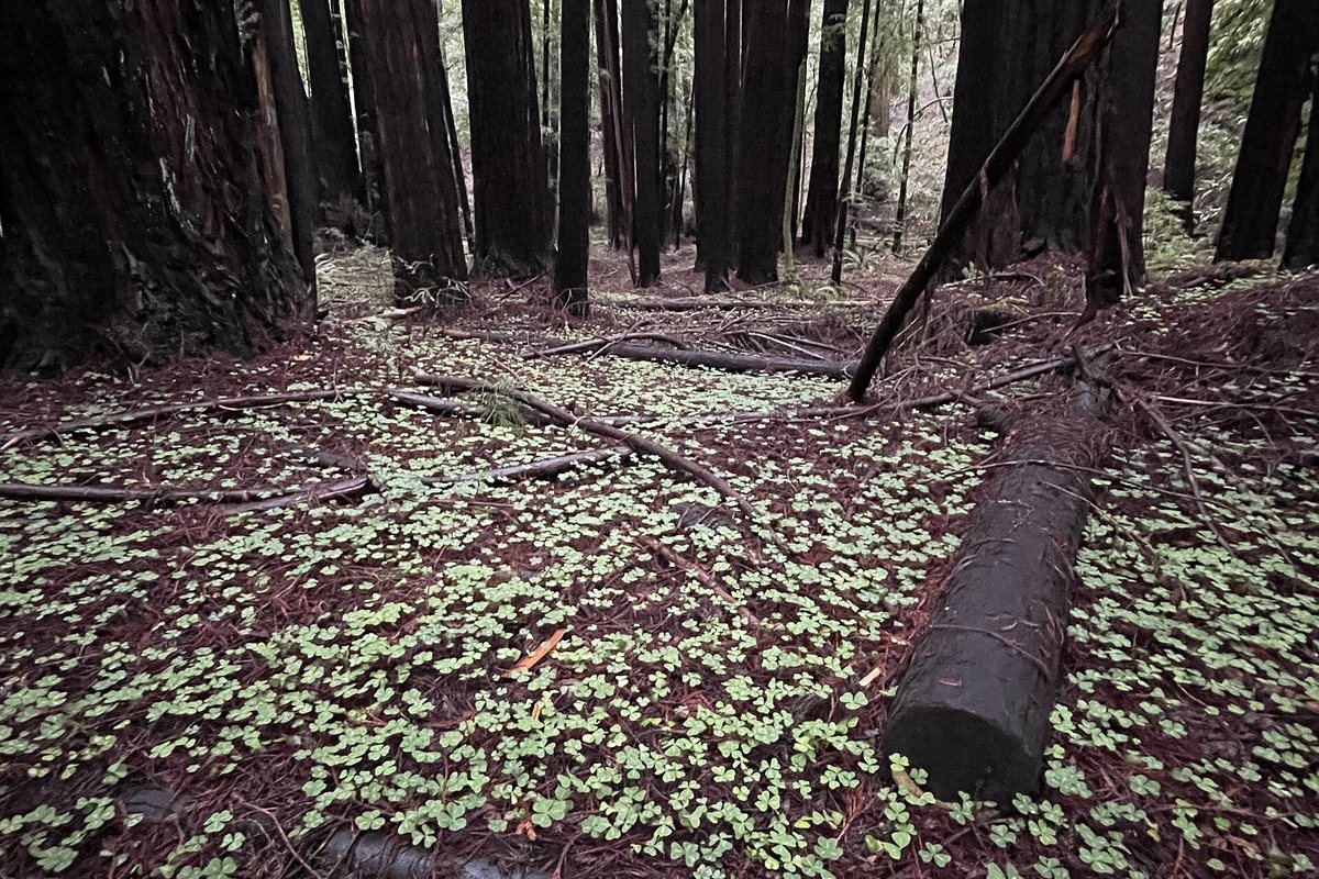 Armstrong Redwoods · Pool Ridge out-and-back