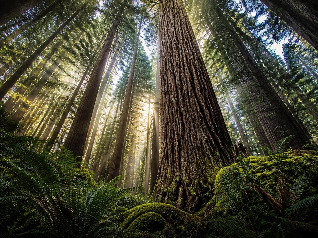 Soul-Fi Sound Healing · Forest Sanctuary